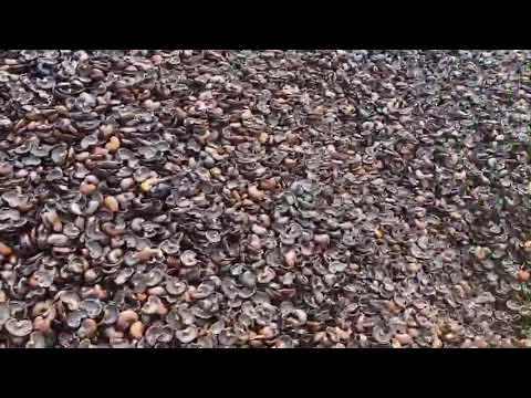 Raw Cashew Shell For Extract CNSL With High Quality For Export in Viet Nam