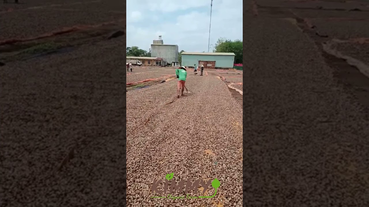DRYING Raw Cashew Nuts RCN From Our Farm In Binh Phuoc Vietnam Cashew Nuts Season 2021