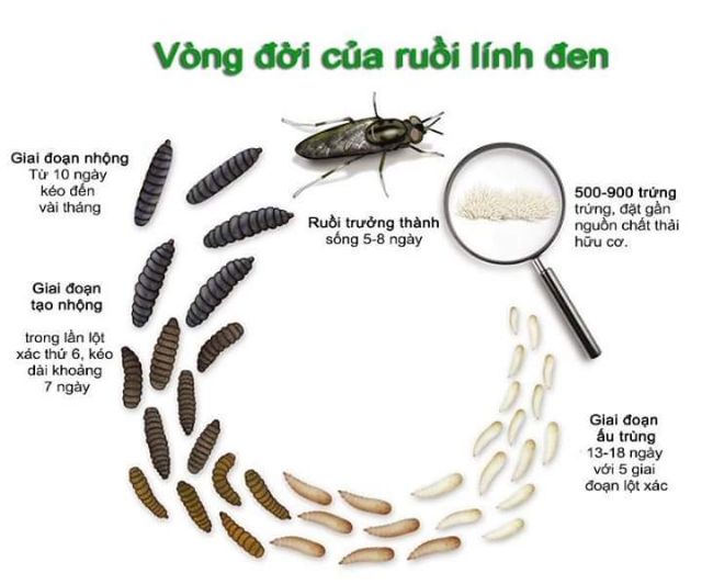 4 giai đoạn phát triển chính của ruồi lính đen bao gồm: trứng, ấu trùng, nhộng, ruồi trưởng thành