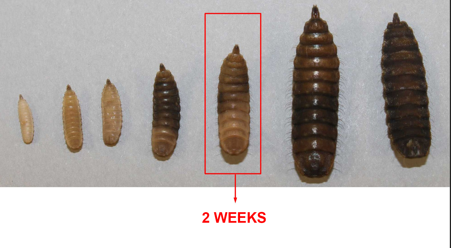 BSF Larvae - 2 Weeks after Growing - 10 grams of eggs will yield 300,000 - 370,000 larvae. After 2 weeks of eating the food, They will have 52 kg -> 91 kg mature BSF larvae.