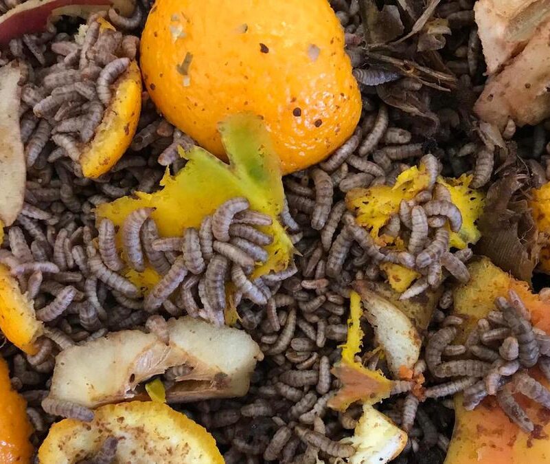 Black soldier fly larvae can recycle food waste to create nutritious biomass, natural fertilizer, and new larvae for animal feed.