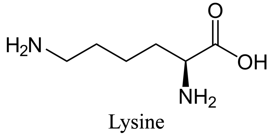 Lysine is an amino acid with a high value from the BSF larvae