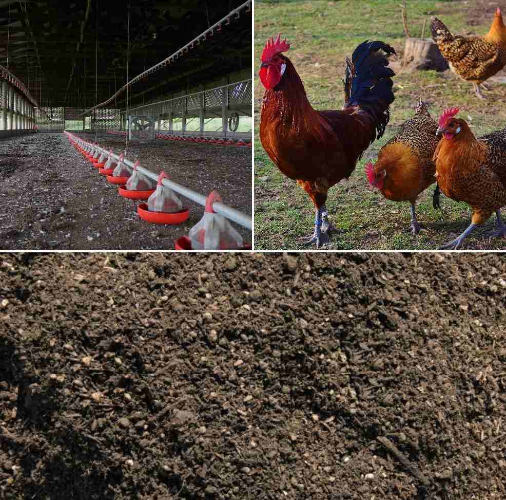 Raising black soldier fly larvae farms with Chicken manure is now very popular on chicken farms in the US, The BSFL Farm helping chicken farms protect local environment and increase farmers profit.