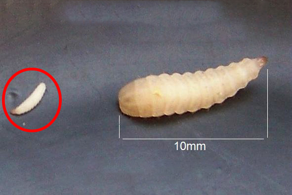 In the left circle: Baby hatched black soldier fly larvae! On the right side is a 3-day-old BSF larva