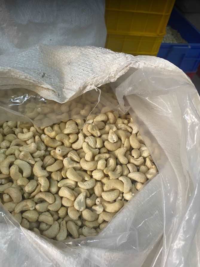 W240 cashew-nut-kimmy-farm