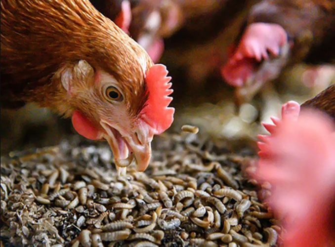 Chicken Can Eat Black Soldier Fly Larvae - Kimmy Farm Vietnam