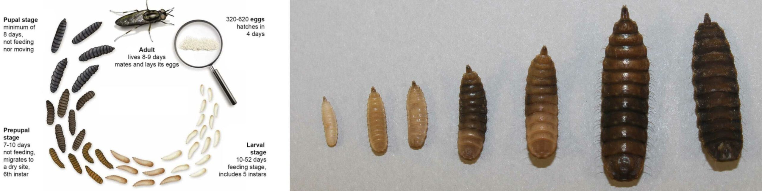 Black soldier fly life cycle