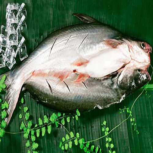 So bleibt der Pangasius lange frisch, nachdem er geputzt und gesalzen wurde: 1. Den Fisch mit etwas Salz marinieren und in den Kühlschrank stellen. 2. Sie können den Fisch mit etwas Gewürz marinieren und in den Kühlschrank stellen