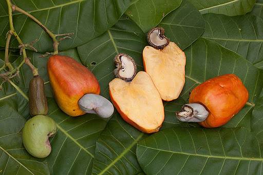 cashew apple fruit