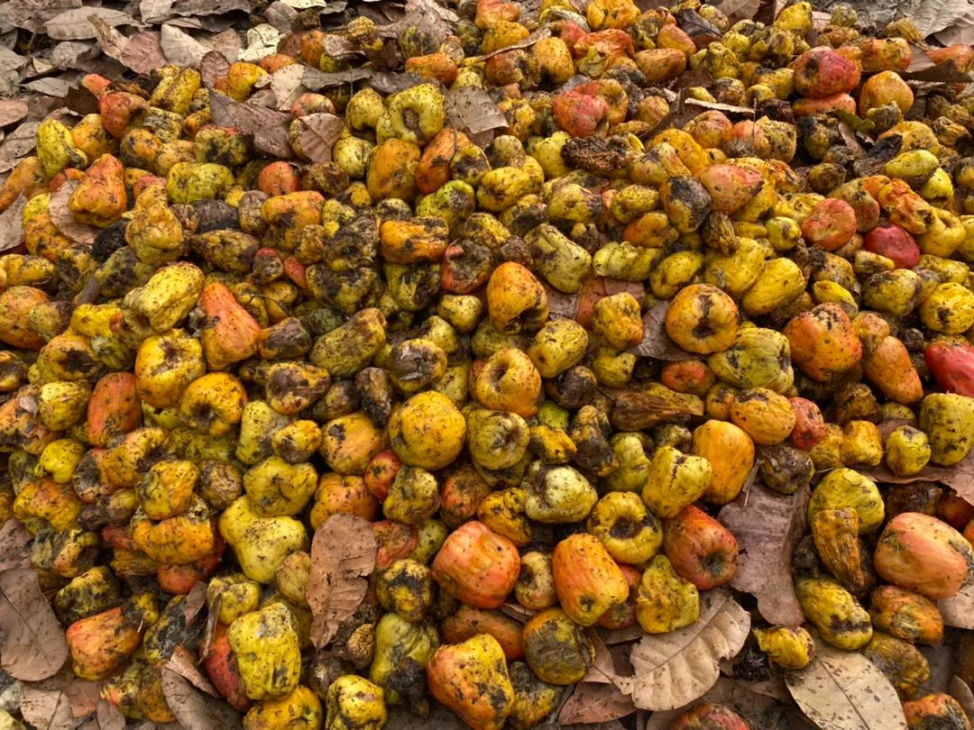 In the past, Cashew fruits were often discarded in large quantities, causing environmental pollution. Nowadays, Cashew Fruits are used by farmers as a portion of food for BSFL Farms.