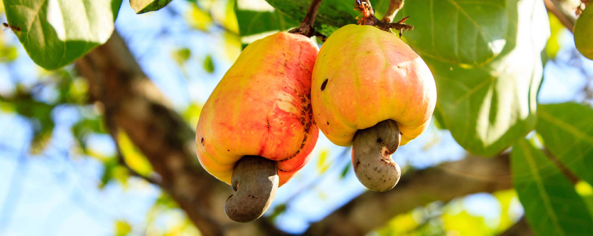 Der Cashewbaum ist ein sehr vielseitiger Baum, daher können fast alle Teile des Apfels verwendet werden: Cashewfrucht Cashewnuss Cashewschale Cashewkern Cashewseidenschale ...