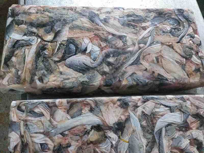 Sản phẩm da cá đông lạnh thành block dành cho xuất khẩu