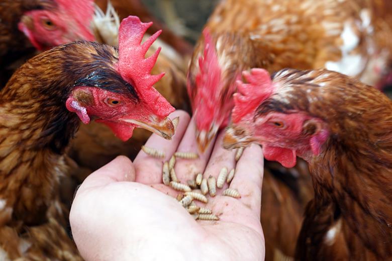 Nếu bạn đang nuôi gà để lấy thịt, thì bạn có thể bổ sung thay thế 40-70% ấu trùng ruồi lính đen trong chế độ ăn của chúng thì sẽ rất tốt.