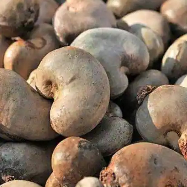 Vietnam Fresh Raw Cashew Nut Price High