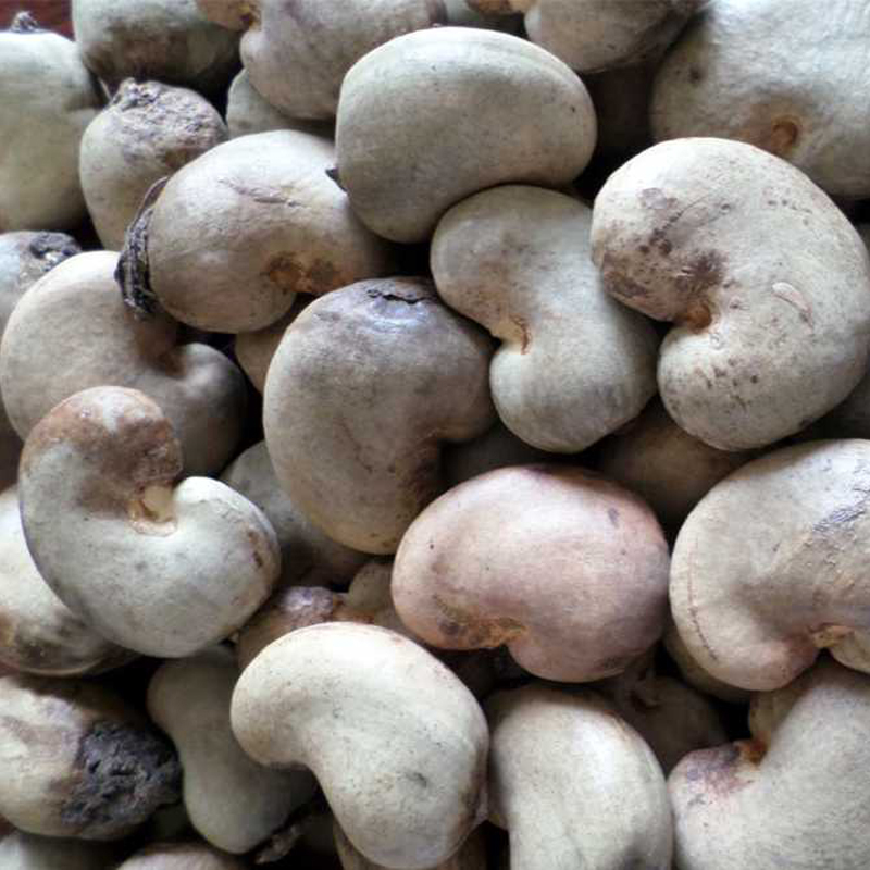 The size of Cashew nuts originates from Laos, Cambodia, Nigeria…. are bigger than Vietnamese raw cashews nut