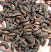 Je nach Entwicklungsstadium der Schwarzen Soldatenfliege haben sie unterschiedliche Anwendungen wie: Fliegeneier zur Zucht, Larven zur Tierfütterung, Puppen zur Aufzucht von Mauersegler...
