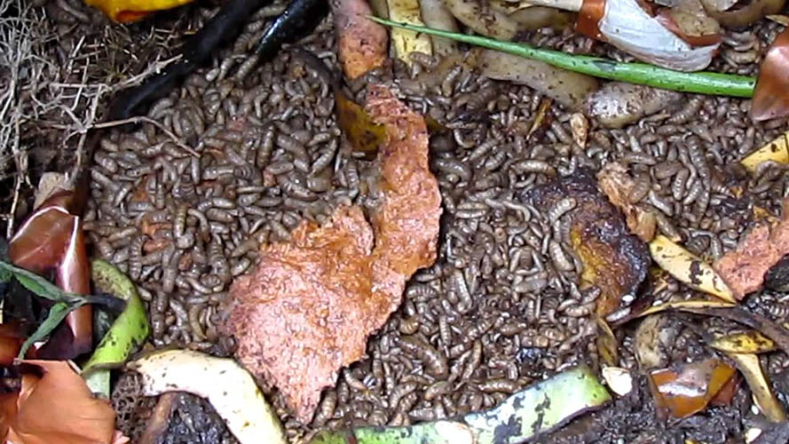 Âu trùng ruồi lính đen thích hợp với môi trường Ẩm ướt & Mát Mẻ, nhiệt độ từ 24 - 30 độ C