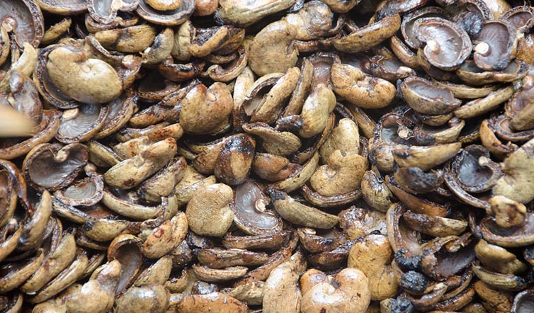 Die Quelle der Schalenabfälle aus der Cashew-Industrie in Vietnam wird verschwendetn vỏ hạt điêu phế phẩm từ ngành sản xuất điều Việt Nam đang bị lãng phí