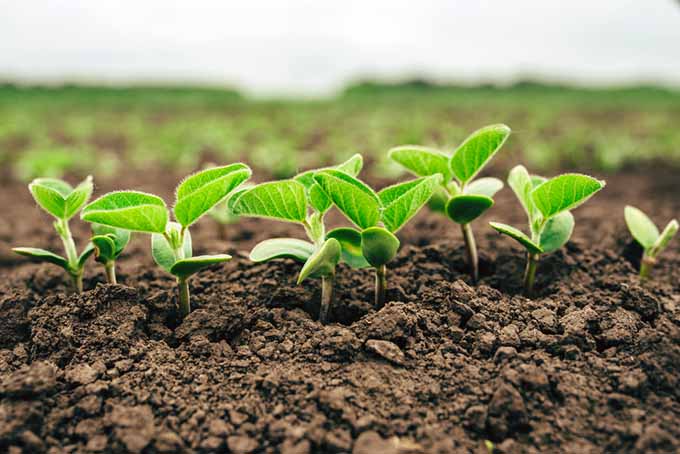 NPK-Dünger sind bei richtiger Anwendung sehr gut für den Boden, hilfreich für die Pflanzen und haben eine hohe Wirtschaftlichkeit.