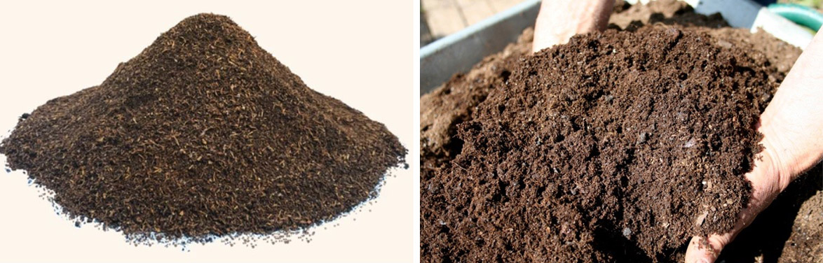 Manure from black soldier fly larvae is used as a high quality organic fertilizer suitable for many organic vegetable farms.