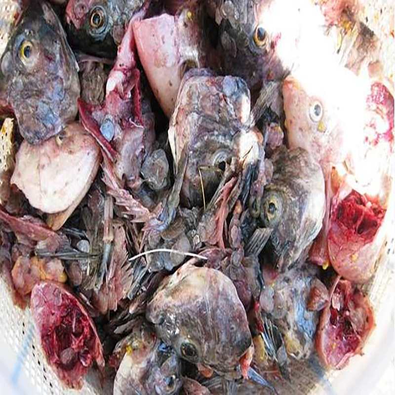 Fischabfälle umfassen: Gräten, Flossen, Fischdärme, Fischeingeweide, Fischschuppen, kleine Fleischstücke, Fischkopfabfälle, Fischschwanzabfälle, dunkles Fleisch, Bauchfett, Bauchflossen... - Kimmy Farm Vietnam