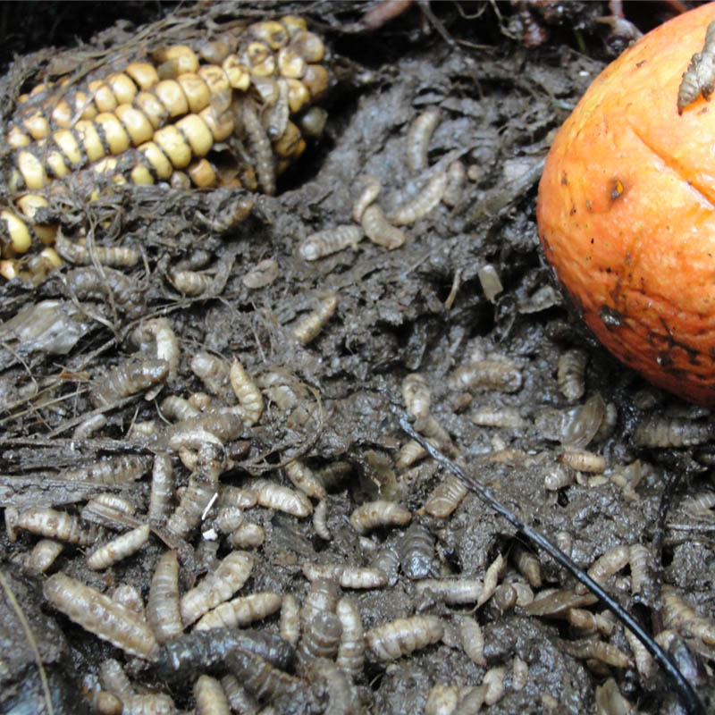 Ấu trùng loại ruồi lính đen chỉ tiêu thu các loại chất hữu cơ đang thối rữa, các loại phế phẩm trong ngành nông nghiệp, ngành chăn nuôi làm thức ăn chính