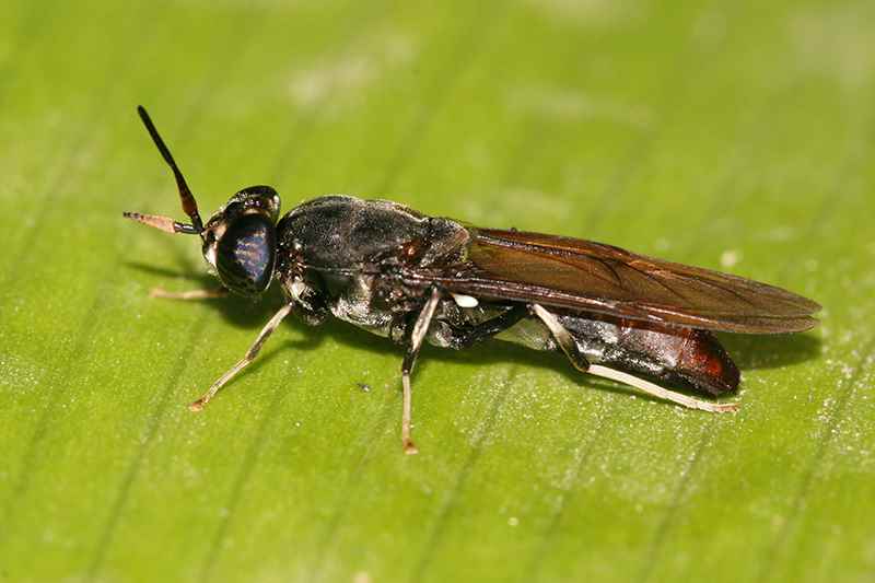 Black soldier flies are very helpful, popular and considered non-harmful.