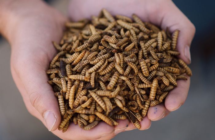 Ấu trùng ruồi lính đen ở giai đoạn trưởng thành dùng để làm thương phẩm bán cho các cơ sở chăn nuôi