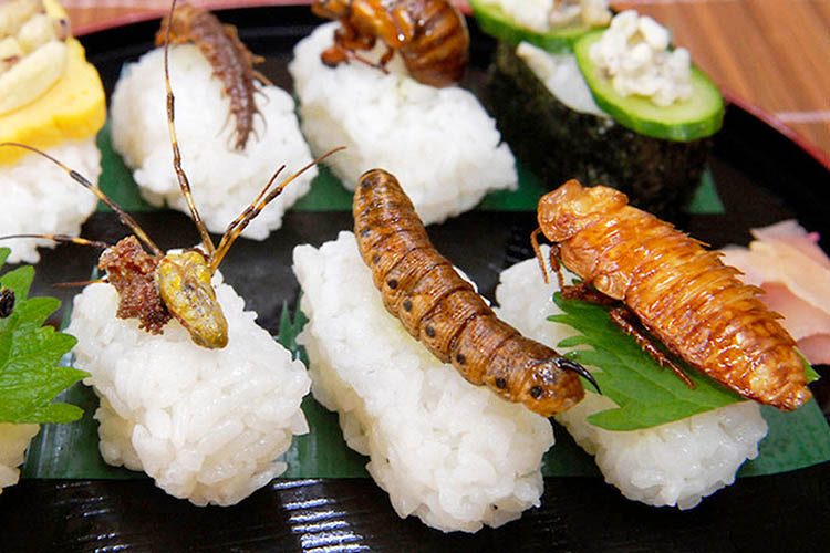 Tại những nước phát triển, họ đang giáo dục người dân về lợi ích của thức ăn có nguồn gốc là côn trùng. (Ảnh: Sushi côn trùng nổi tiếng ở Nhật)