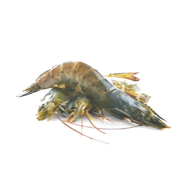 Prawns Frozen Red Pud Shrimp, For Export, Packaging Type: 10kg at