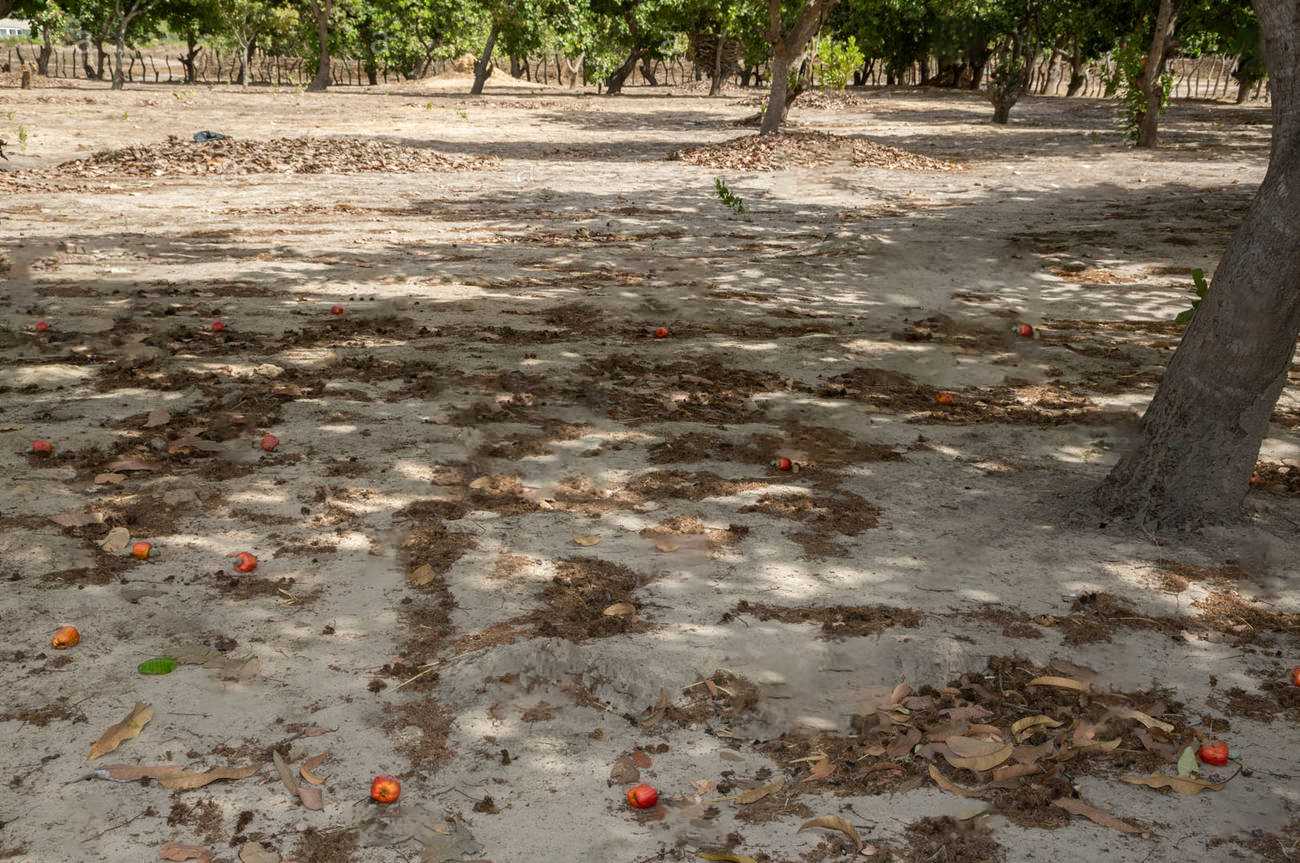 The Cashew fruits Fell to the ground, waiting for the collector - Early Season.