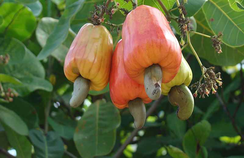  Vietnam Cashew Harvest Season often starts from Jan to May until to Jun, vibrantly in March.