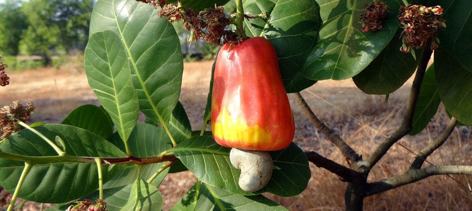 Vietnam plans to deploy 500,000 hectares of cashew trees in Cambodia to support this country in developing high-quality raw cashew growing areas.