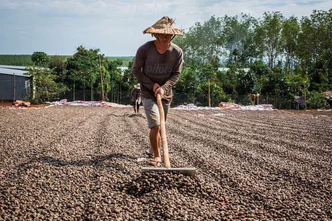 Việt Nam đang bước vào mùa thu hoạch hạt điều 