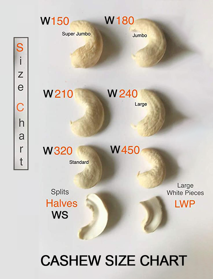 Cashew Nut Kernels Size Chart