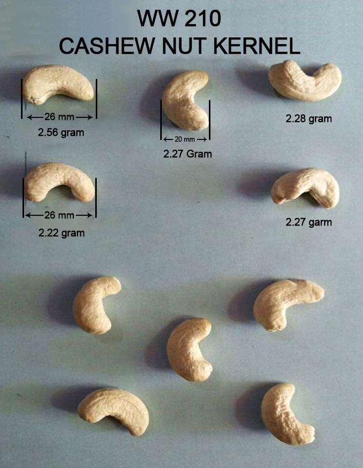 W210 Cashew Nut Kernel Dimensions - Raw Image About W210 cashew nuts