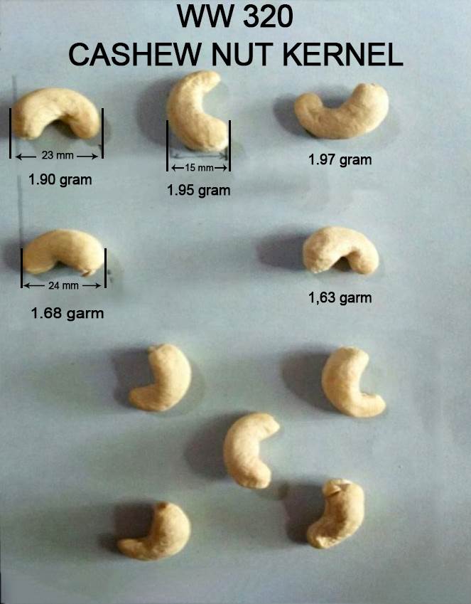 W320 Cashew Nut Kernel Dimensions – Cashew Size Of W320 Cashew grades chart – Raw Image About W320 cashew nuts