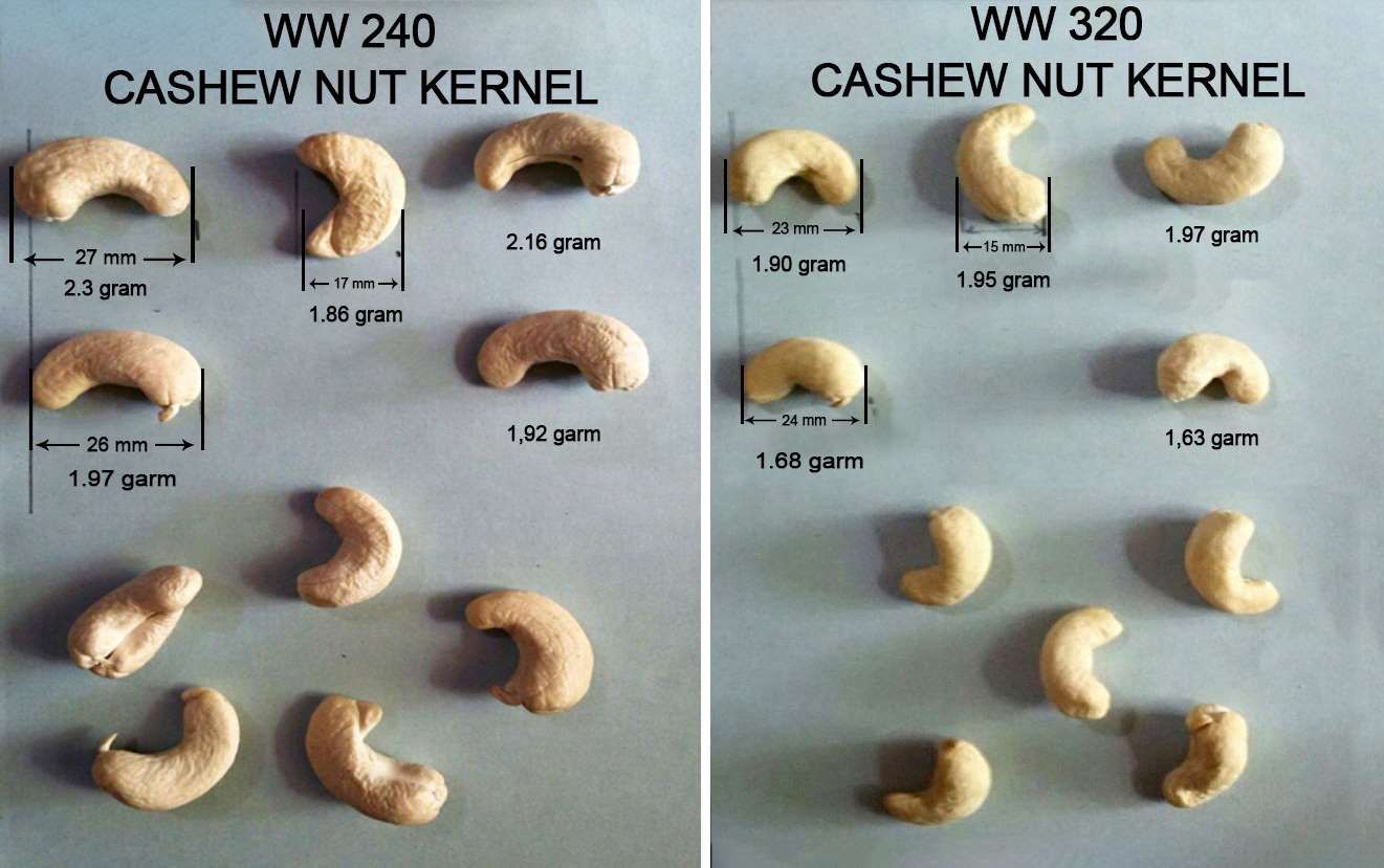 Cashew Nut W240 Vs Cashew Nut W320 Vietnam