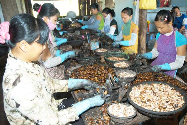 Cashew Shell cutting is a difficult stage, requiring skilled workers.
