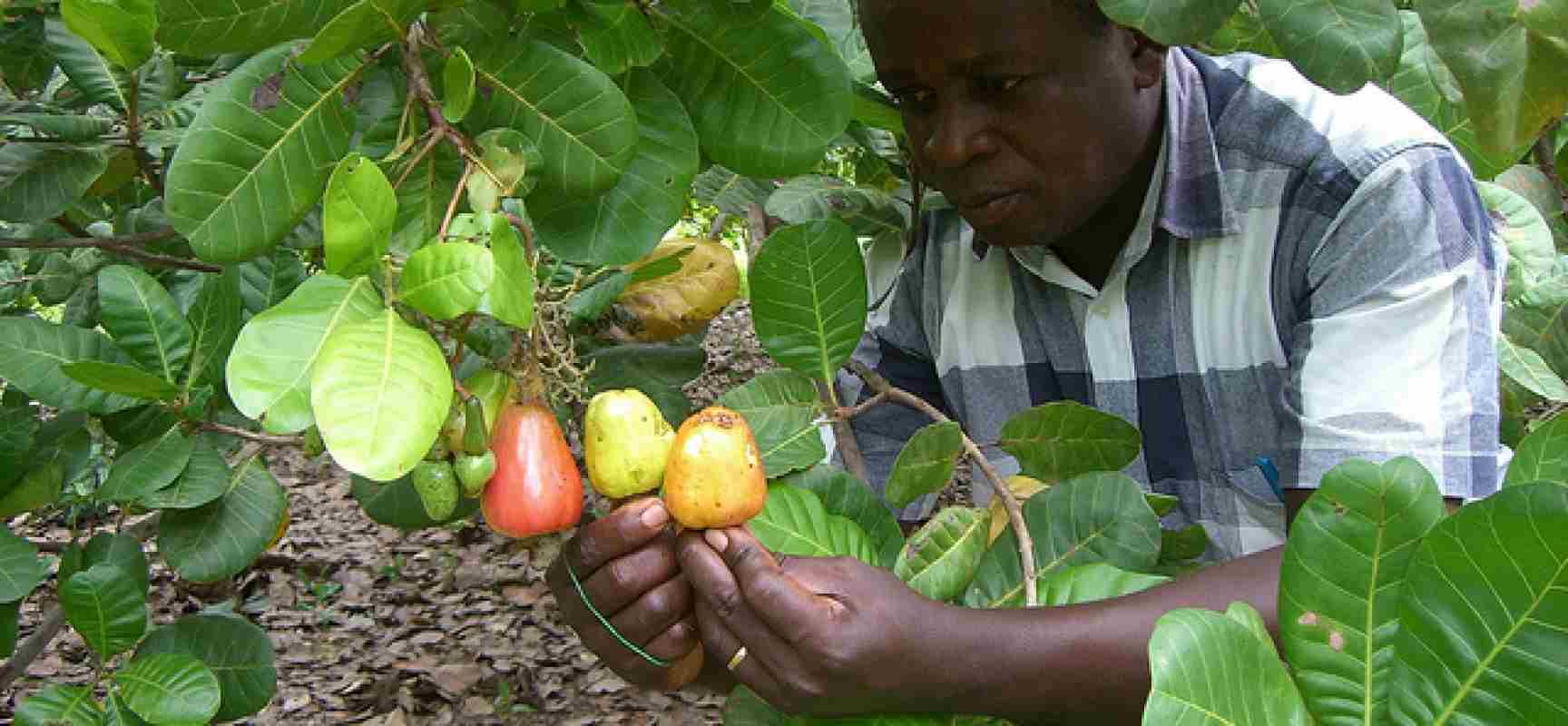 Nông trại trồng điều của một người nông dân tại Nigeria
