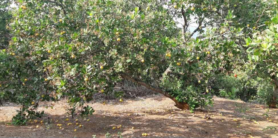 Eine Cashew-Farm - Cashew-Bäume sind Pflanzen mit sehr starker Lebensfähigkeit, sie vertragen Trockenheit gut und sind resistent gegen Schädlinge und Krankheiten ... deshalb werden sie in vielen Gebieten in Binh Phuoc angebaut.