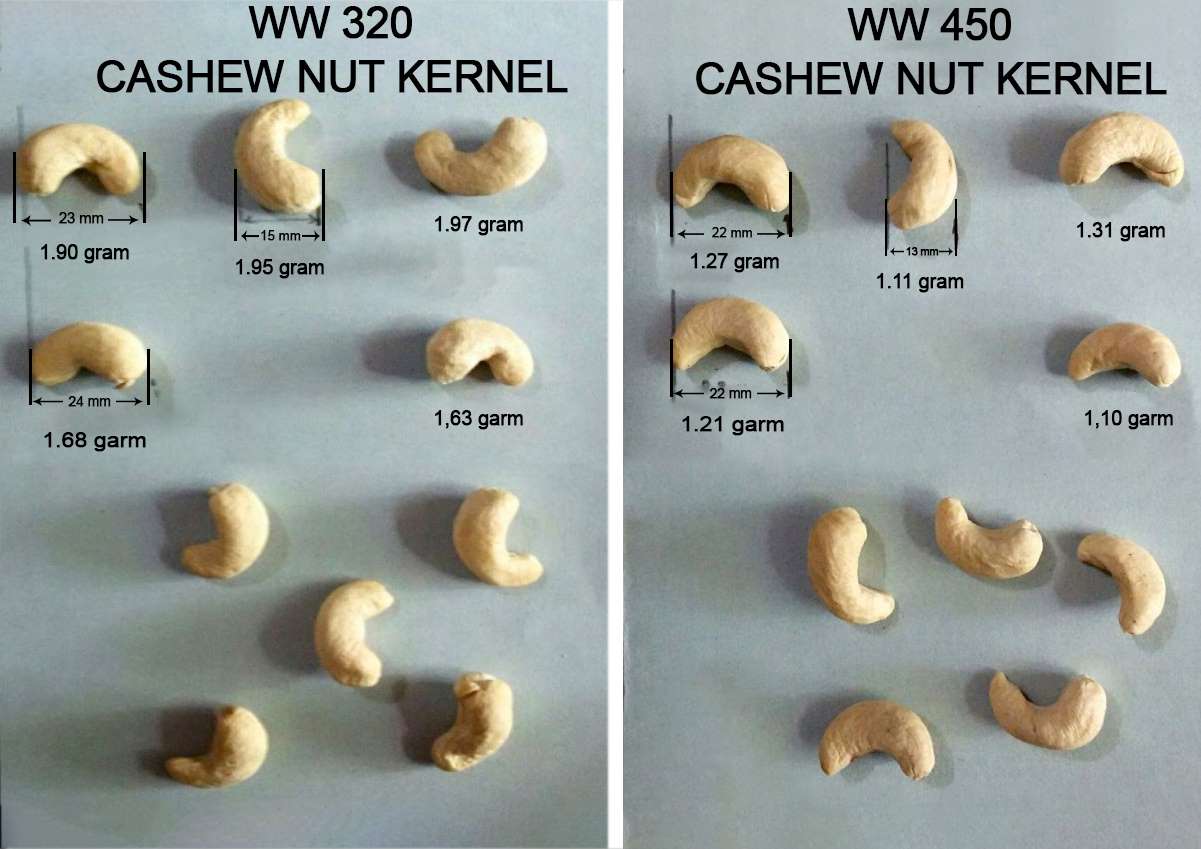 Cashew Nut W240 Vs Cashew Nut W320 Vietnam – How big are they and how many kernels are there in 1 pound.