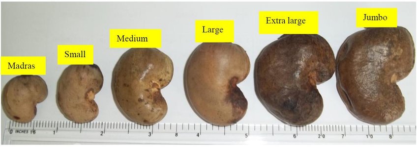 Different Sizes Of Raw Cashew Nut!