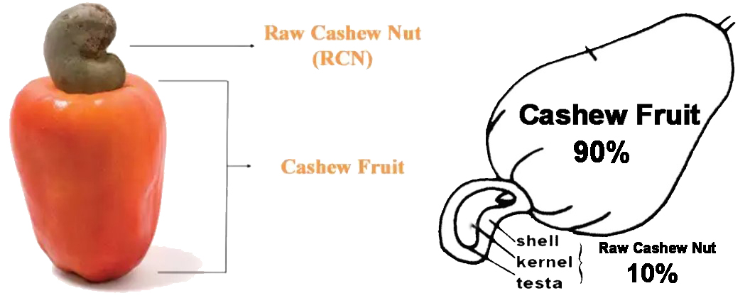 cashew apple fruit