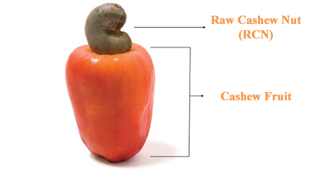 raw cashew nuts edible