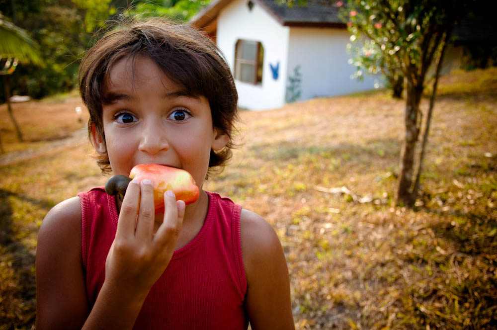 Cashewnüsse sind essbar und sehr einfach zu essen, auch Kinder können sie essen. - Kimmy-Farm Vietnam