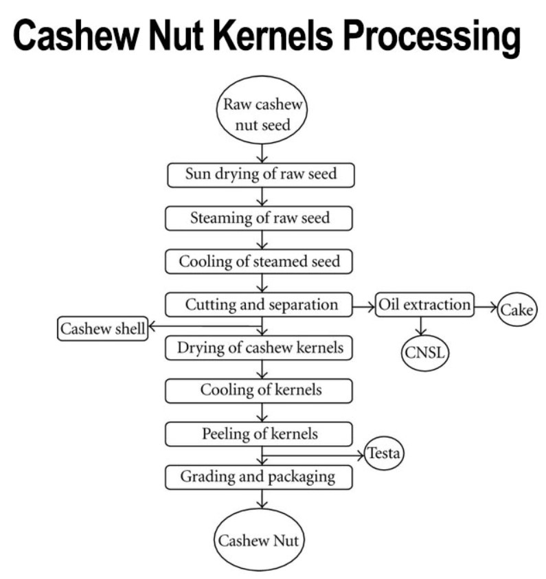 Flussdiagramm des Verarbeitungsprozesses von roher Cashewnuss zu kommerzieller Cashewnuss
