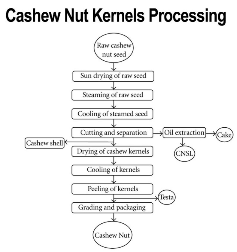 Sơ đồ quá trình xử lý chế biến hạt điều thô thành hạt điều nhân thương phẩm