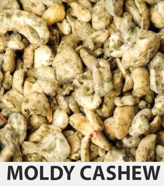 MOLDY CASHEW: The Sign that shows your cashews are turning bad rotten is mold or other organic growth on the cashew. It’s not good if you notice white mold on your cashews.