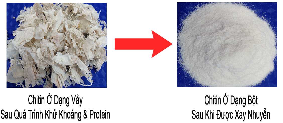 Vỏ Tôm Sau Khi Khử Khoán và Protein Ta Thu Được Chitin. Xay Nhuyễn Chitin sẽ giúp cho việc sản xuất Chitosan dễ dàng hơn